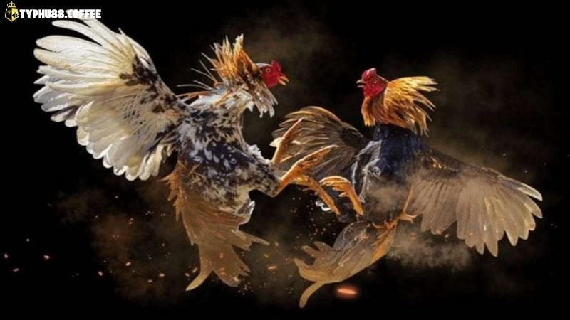 Luật Đá Gà Cựa Dao - Điều Kiện Thi Đấu Mới Nhất 3 luat-da-ga-cua-dao-co-minh-bach-khong?-chia-se-tu-nguoi-choi