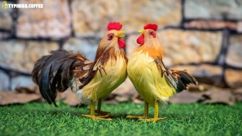 Luật Đá Gà Thomo - Cập Nhật Mới Nhất 2025 2 luat-da-ga-thomo-la-gi?-tai-sao-nguoi-choi-can-hieu-ro?