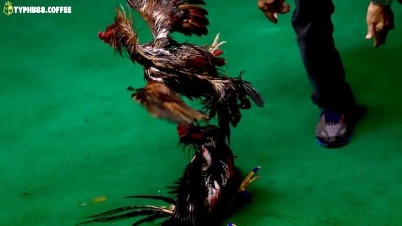 Wala Là Gì Trong Đá Gà - Ý Nghĩa & Cách Xác Định 4 wala-trong-da-ga-la-gi?-cach-choi-&-dat-cuoc-hieu-qua