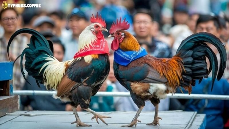 Wala Là Gì Trong Đá Gà - Ý Nghĩa & Cách Xác Định 2 wala-la-gi-trong-da-ga?-y-nghia-&-tam-quan-trong